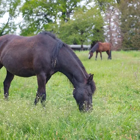 فندق Sl'otel Im Parforcehaus 4*